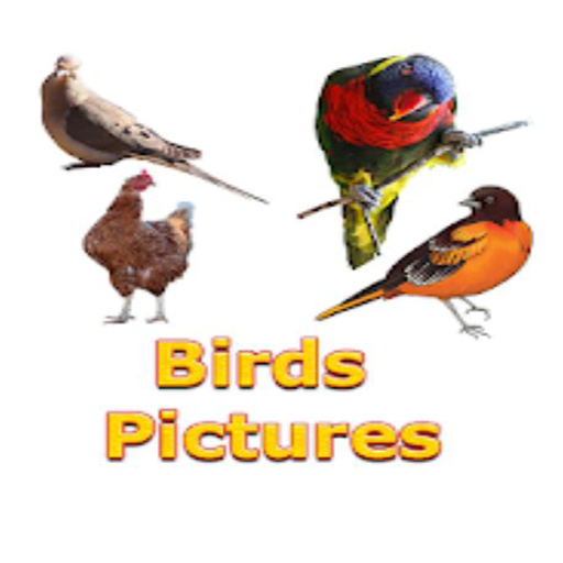 نام پرندگان با عکس برای بچه ها